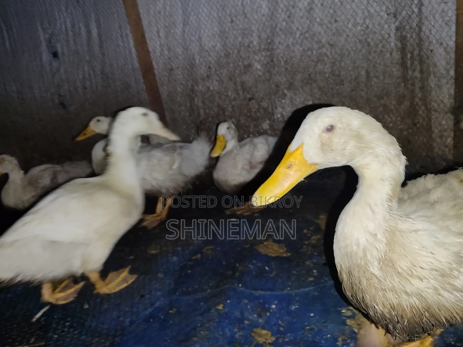 Pekin Star 13 Ducks