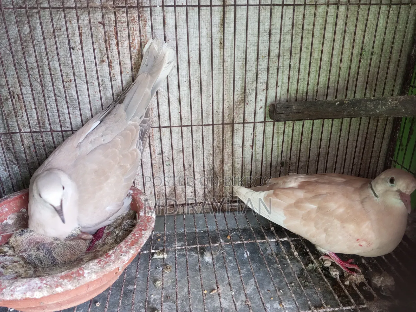 Dove Bird