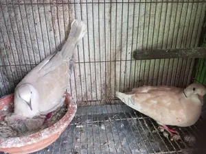 Dove Bird