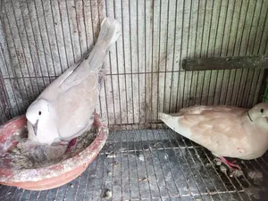 Dove Bird