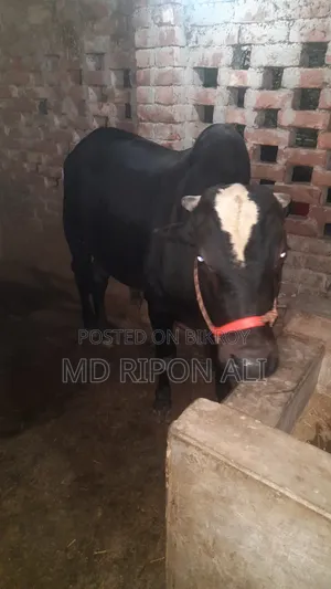 সাইওল গরু।