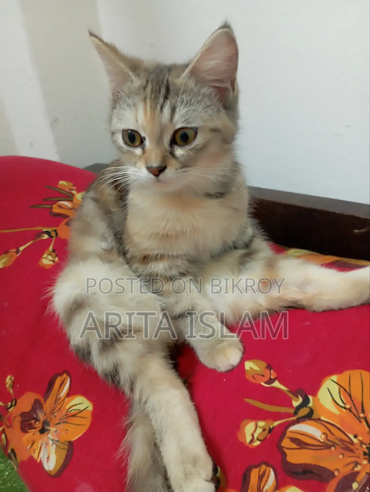 6-12 Months Female Mixed Breed American Shorthair