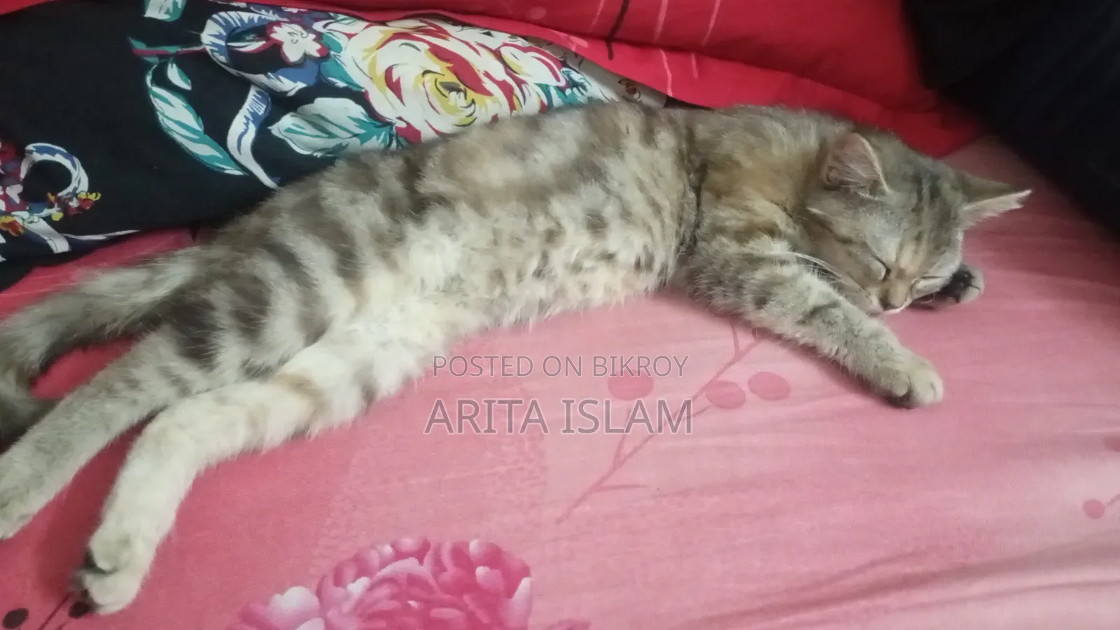 6-12 Months Female Mixed Breed American Shorthair