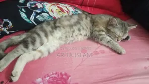 6-12 Months Female Mixed Breed American Shorthair