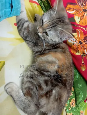 6-12 Months Female Mixed Breed American Shorthair