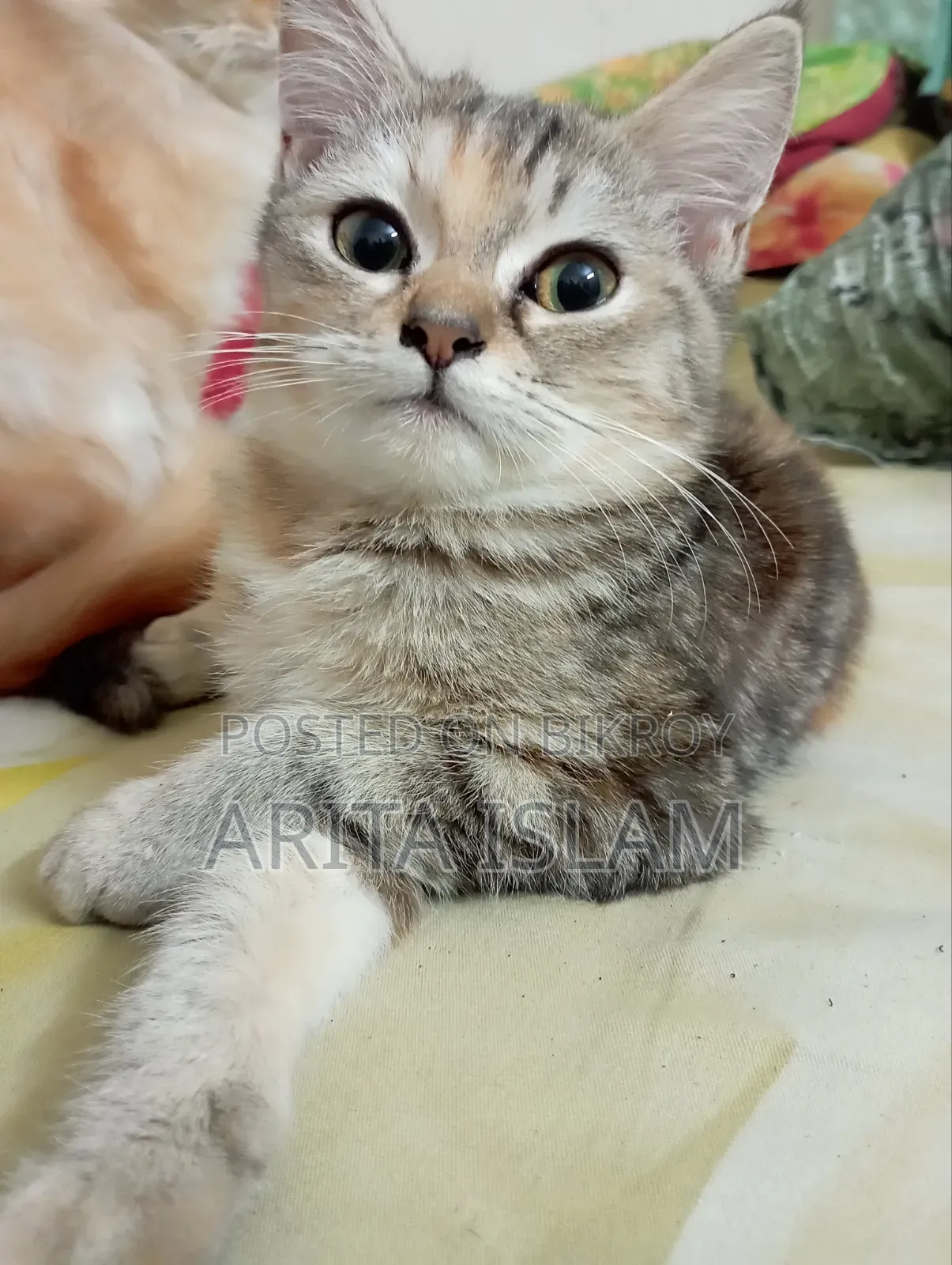 6-12 Months Female Mixed Breed American Shorthair