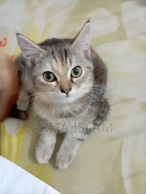 6-12 Months Female Mixed Breed American Shorthair