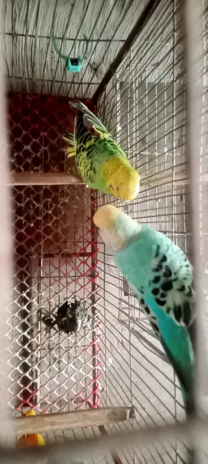 A pair of Budgerigar birds for sale.