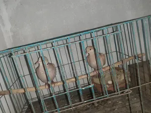 Selling a pair of running doves with eggs