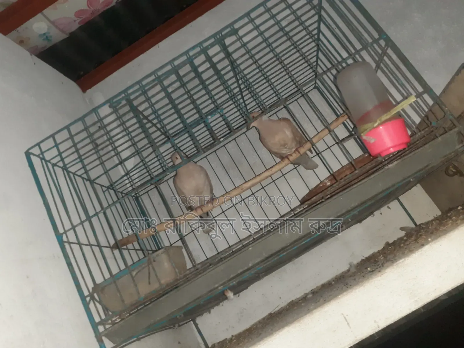 Selling a pair of running doves with eggs