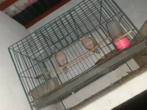 Selling a pair of running doves with eggs