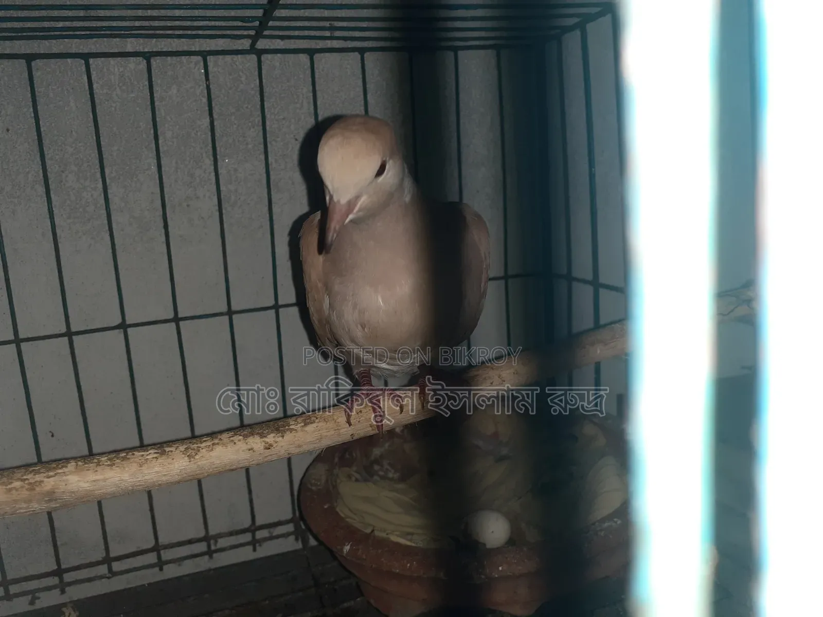 Selling a pair of running doves with eggs
