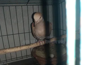 Selling a pair of running doves with eggs