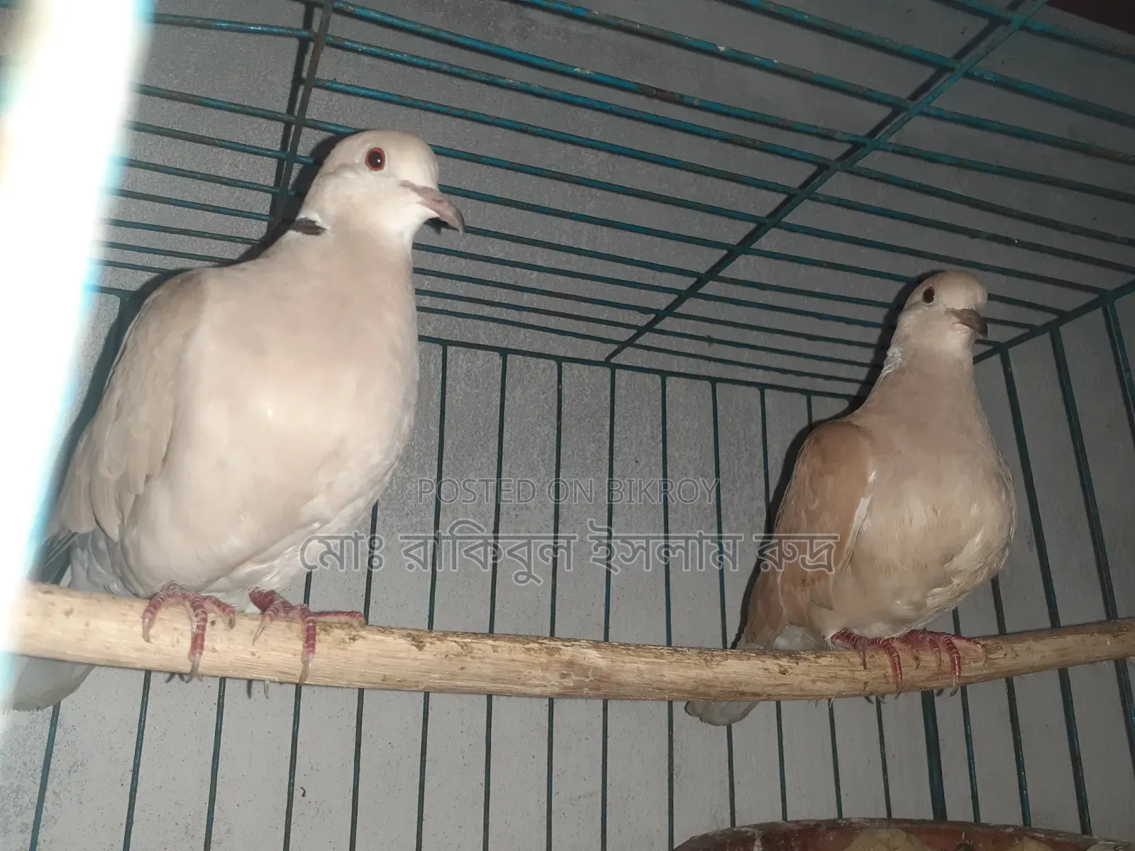Selling a pair of running doves with eggs