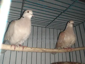 Selling a pair of running doves with eggs
