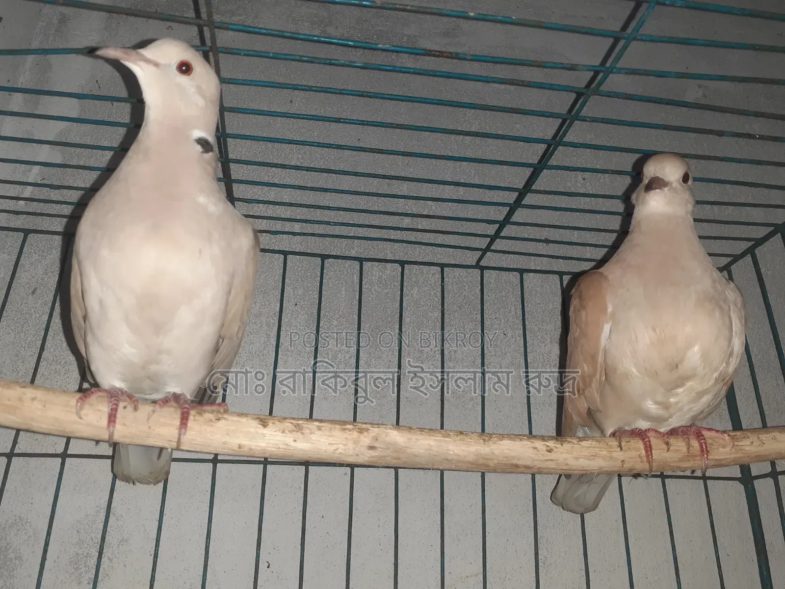 Selling a pair of running doves with eggs