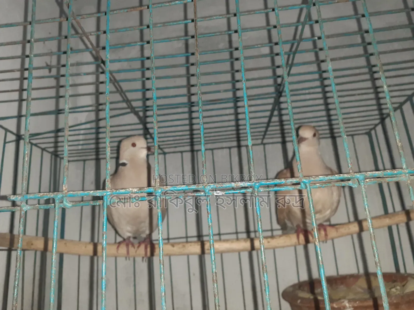 Selling a pair of running doves with eggs