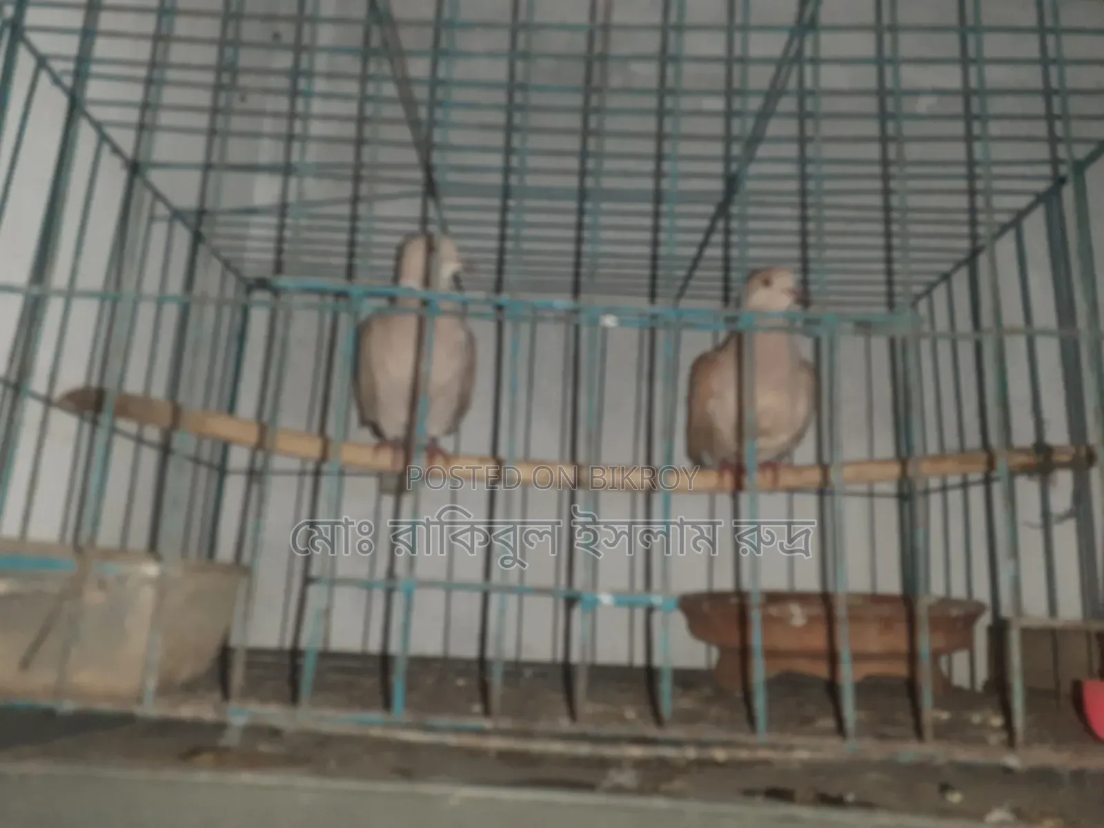 Selling a pair of running doves with eggs