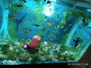 Aquiriam and Fish or Decoration