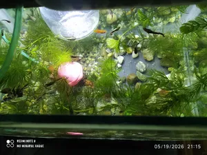 Aquarium and Fish or Decoration