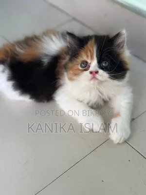 0-1 Month Female Purebred Persian
