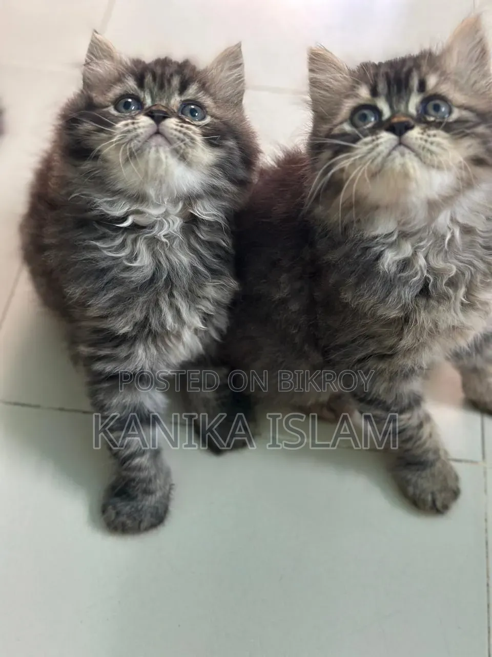 0-1 Month Female Purebred Persian