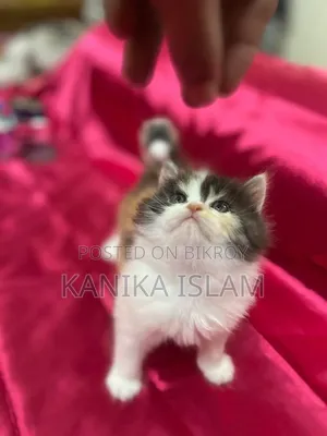 0-1 Month Female Purebred Persian