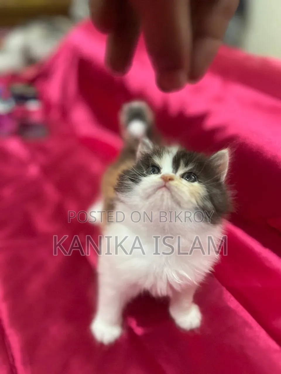 0-1 Month Female Purebred Persian