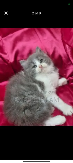 0-1 Month Female Purebred Persian
