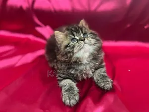 0-1 Month Female Purebred Persian