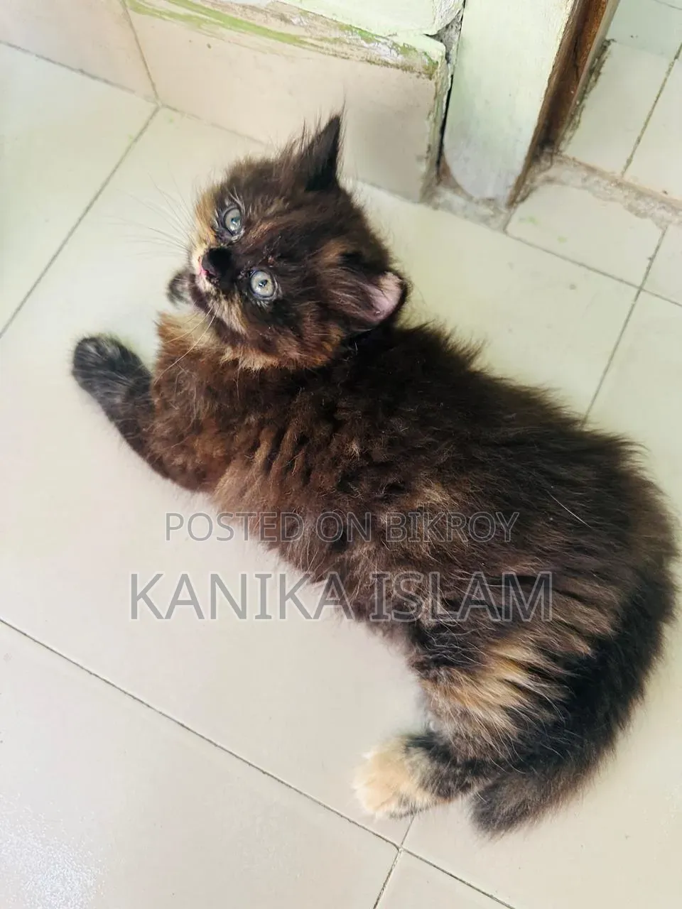 0-1 Month Female Purebred Persian