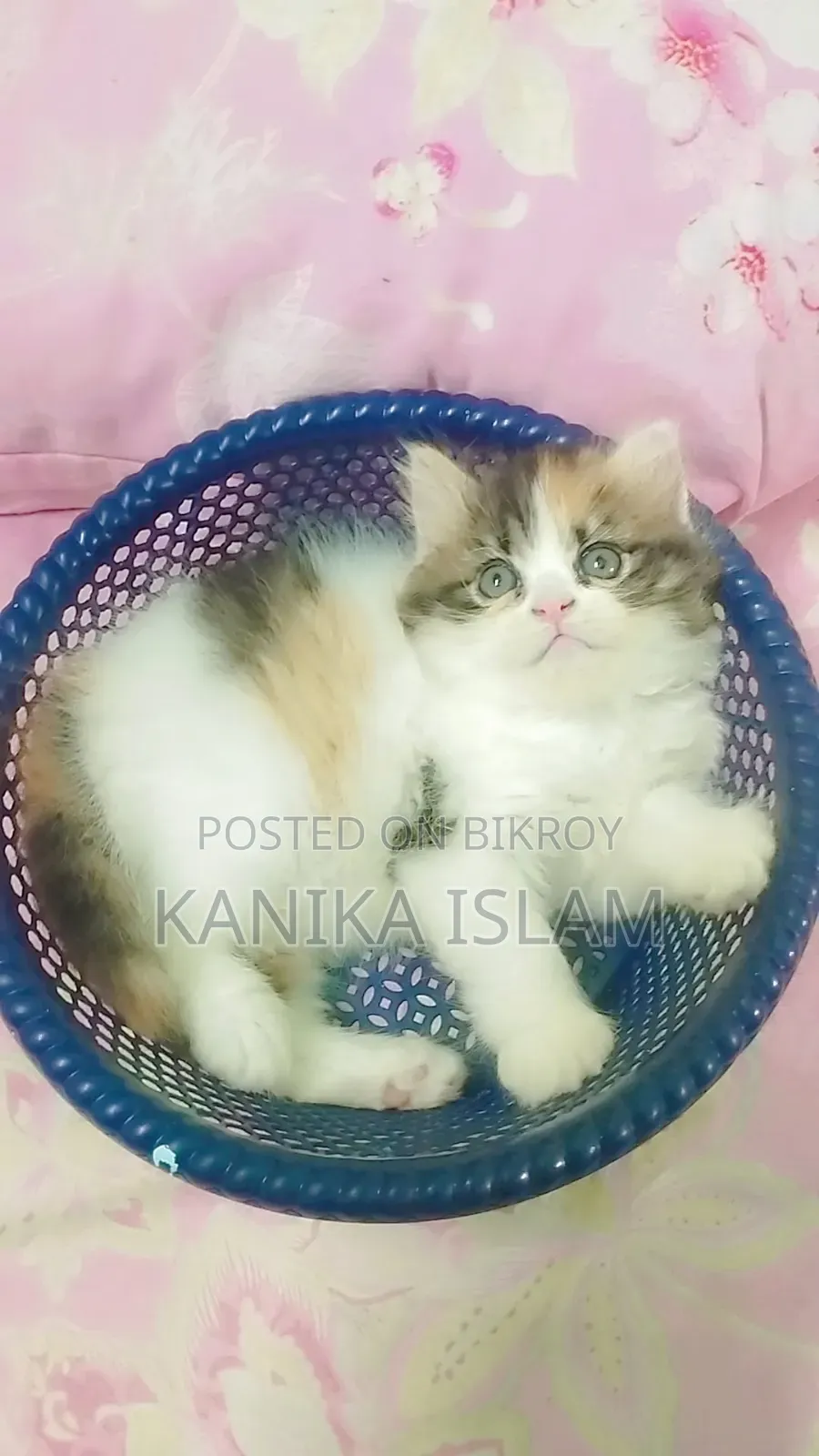 0-1 Month Female Purebred Persian