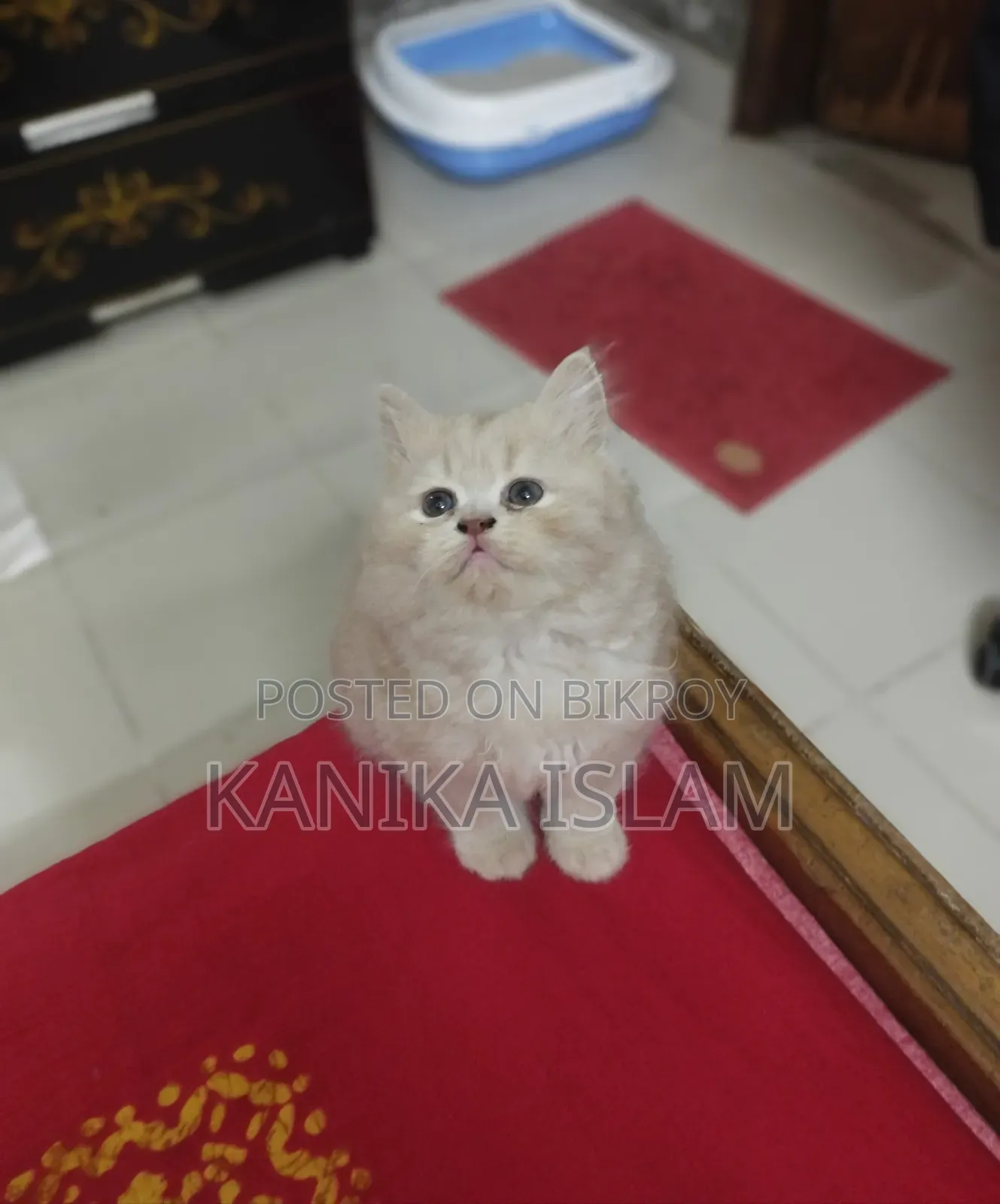 0-1 Month Female Purebred Persian