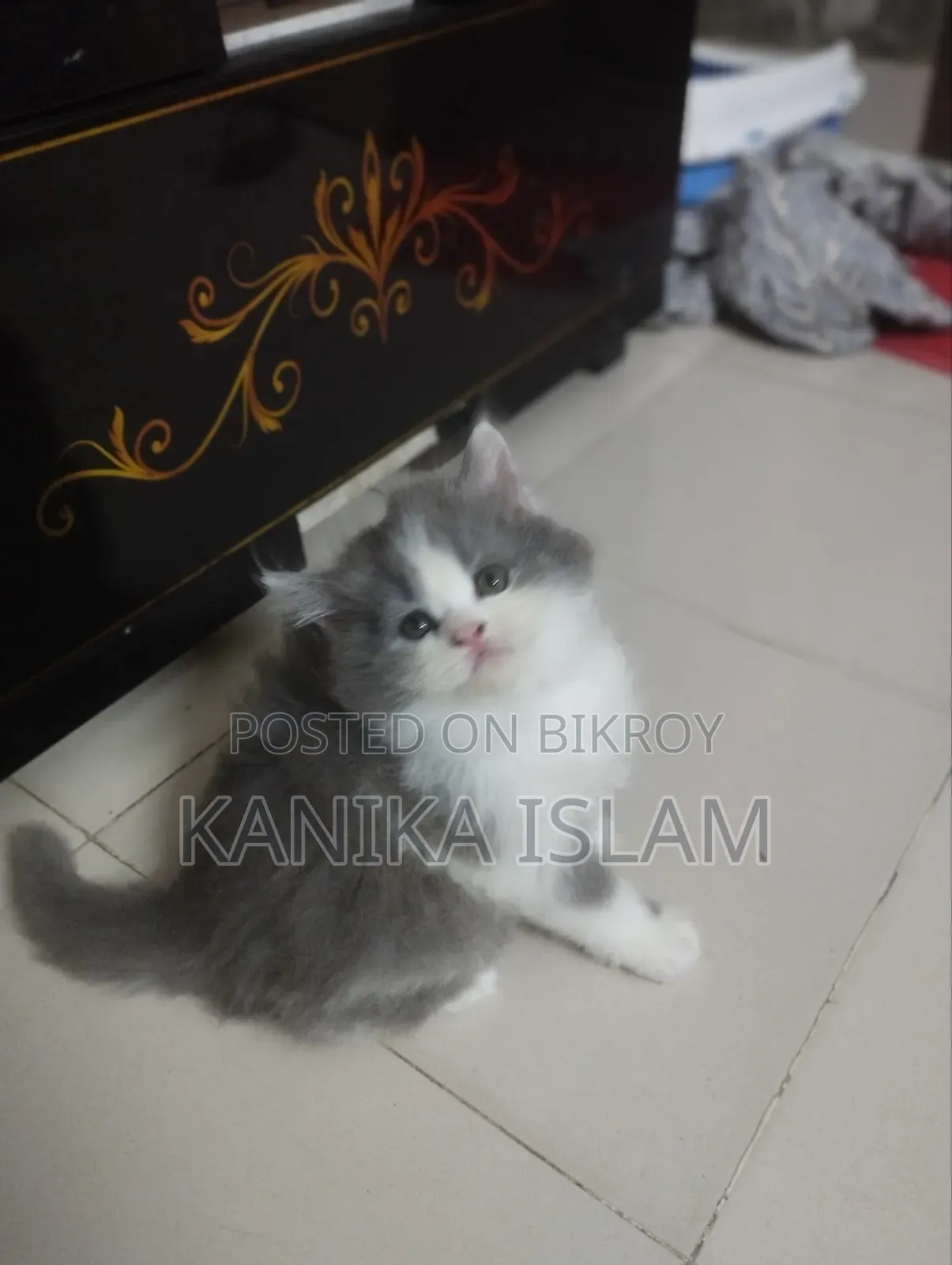 0-1 Month Female Purebred Persian