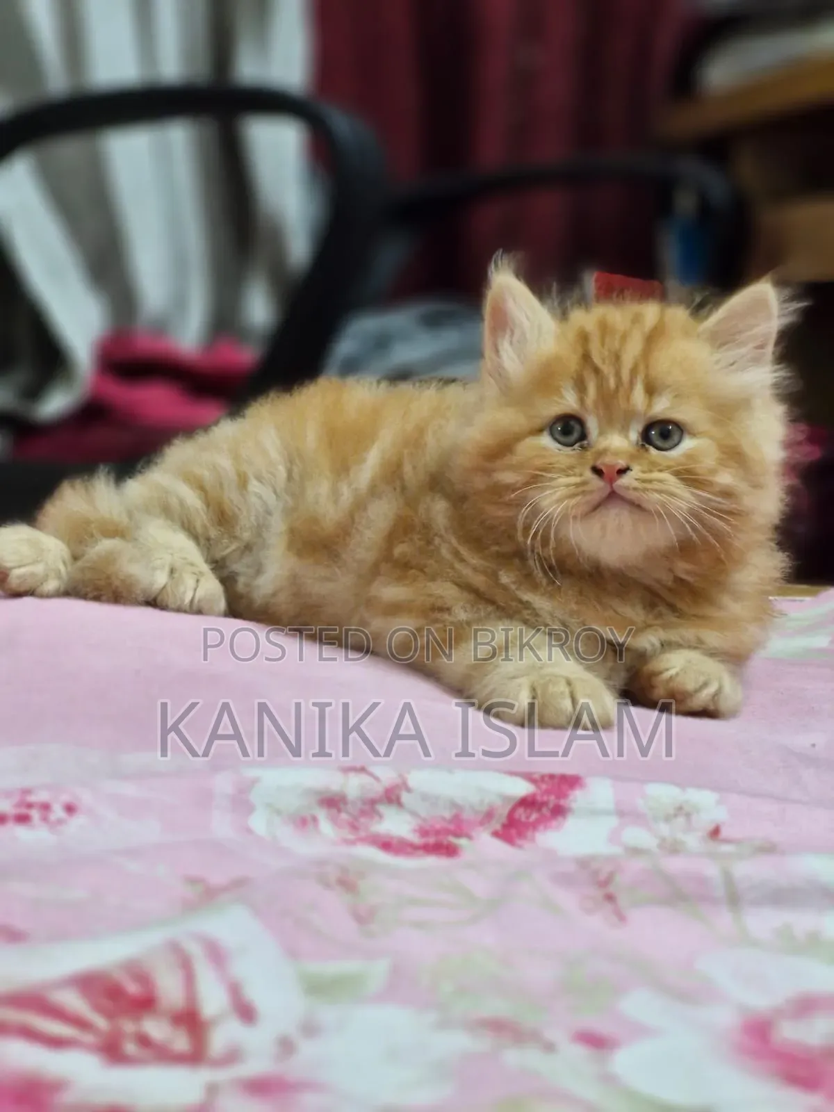 0-1 Month Female Purebred Persian
