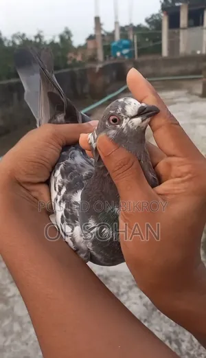 Napta Pigeon