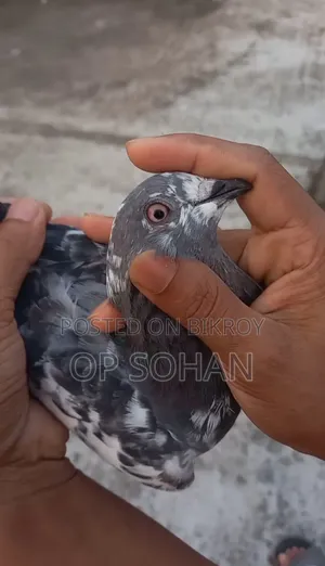 Napta Pigeon