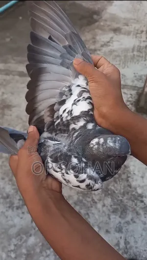 Napta Pigeon