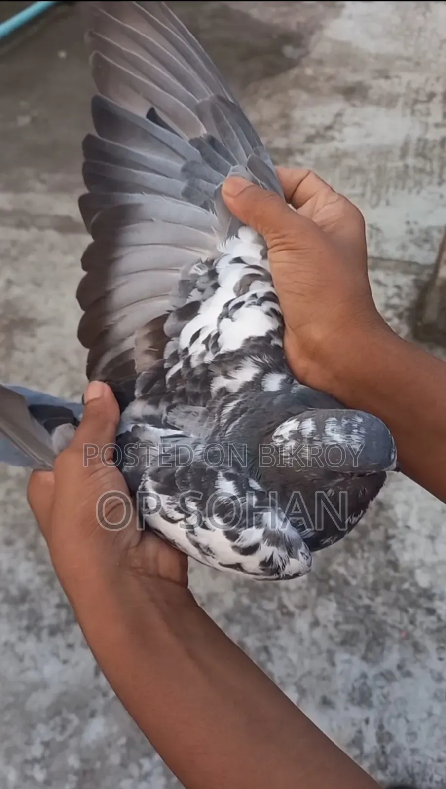 Napta Pigeon