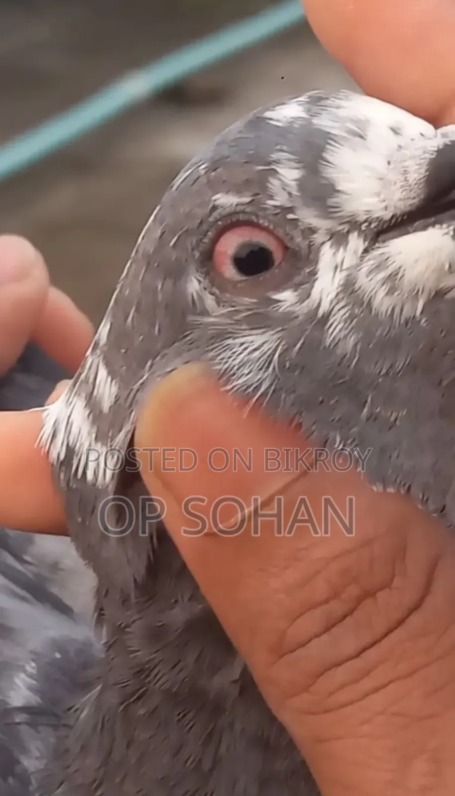 Napta Pigeon