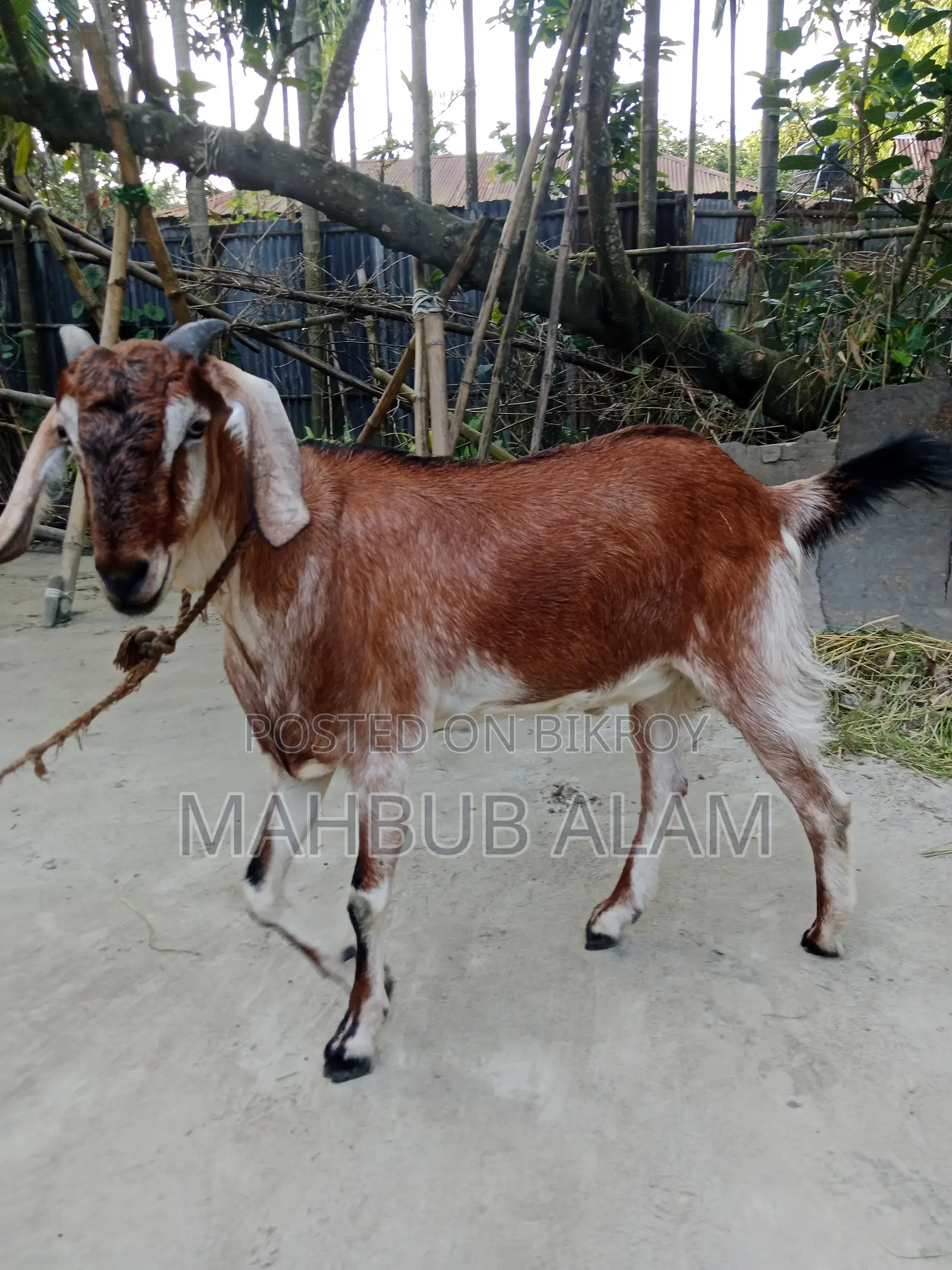 Qurbani-Ready Goat