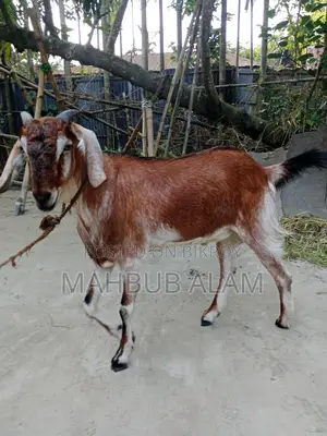 Qurbani-Ready Goat