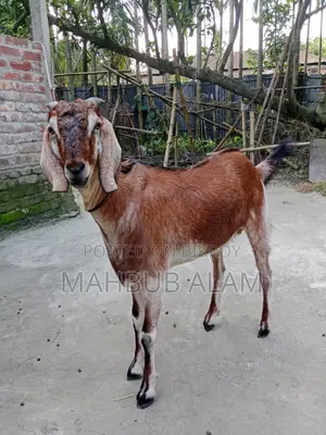 Qurbani-Ready Goat