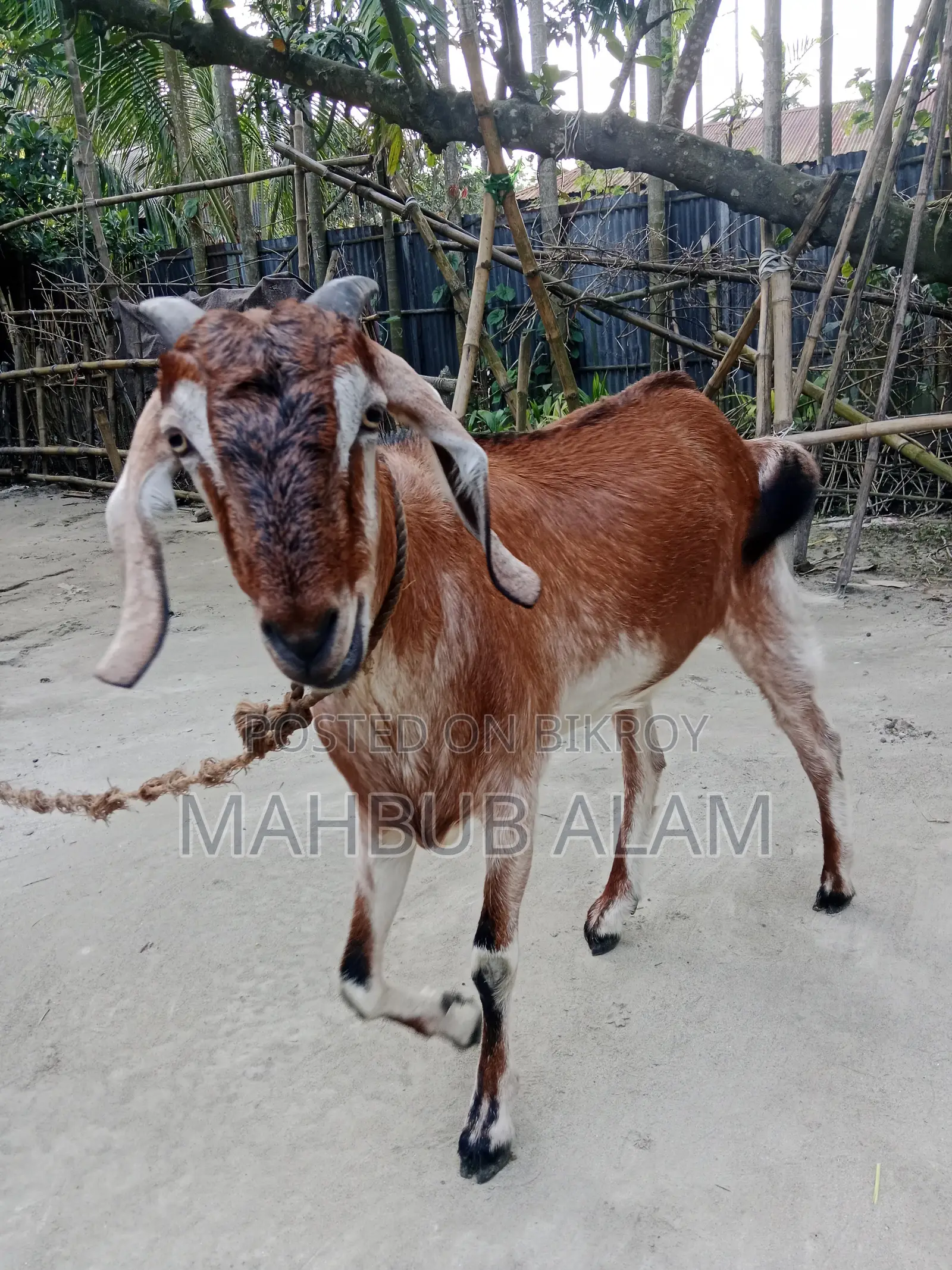 Qurbani-Ready Goat
