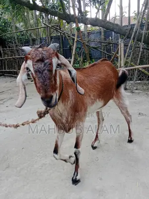 Qurbani-Ready Goat