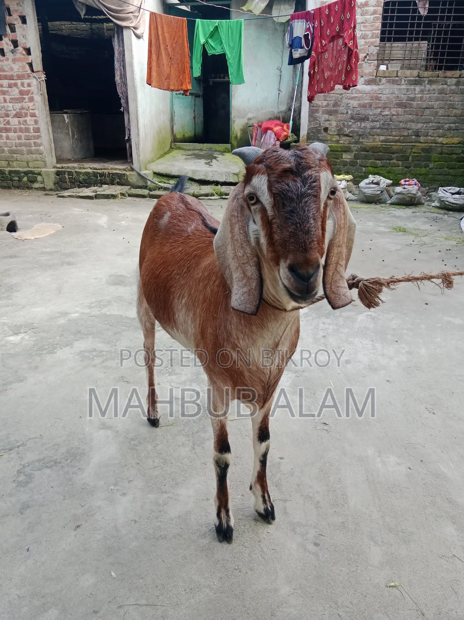 Qurbani-Ready Goat