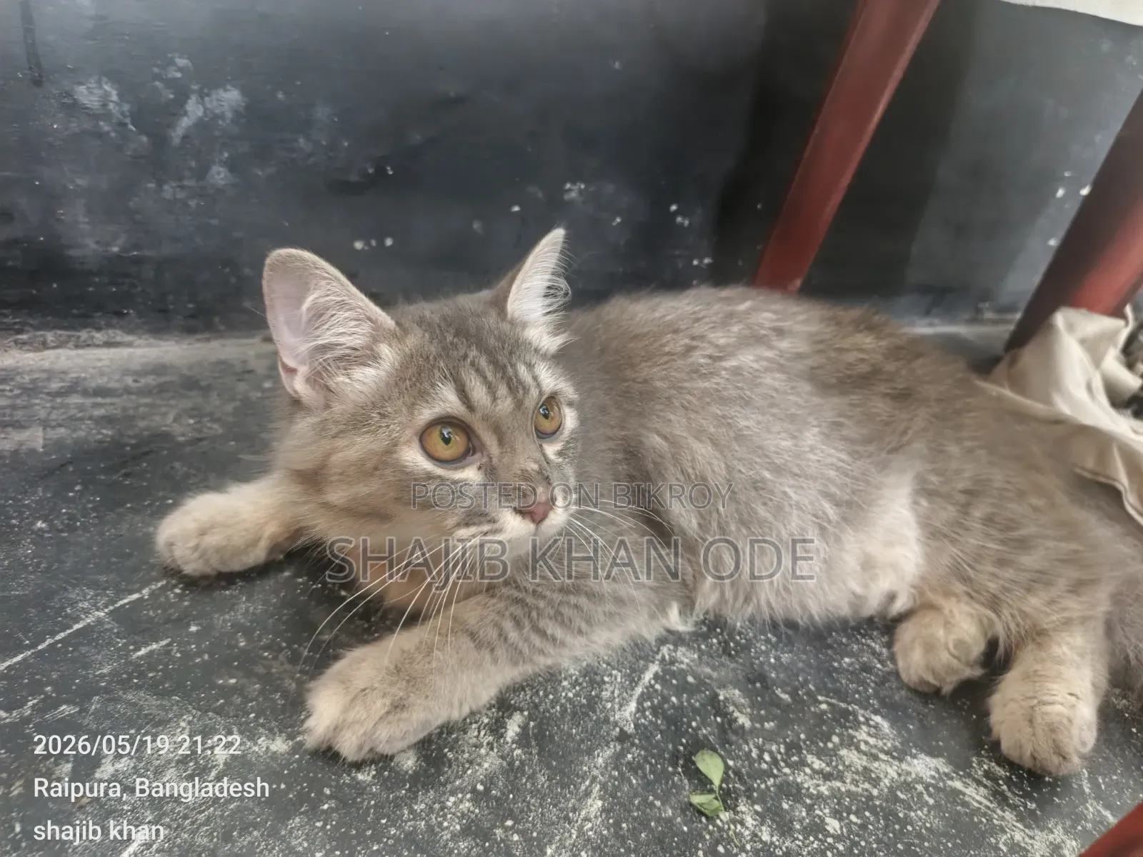 6-12 Months Female Purebred Persian