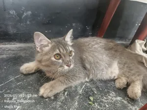 6-12 Months Female Purebred Persian