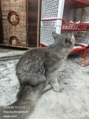 6-12 Months Female Purebred Persian
