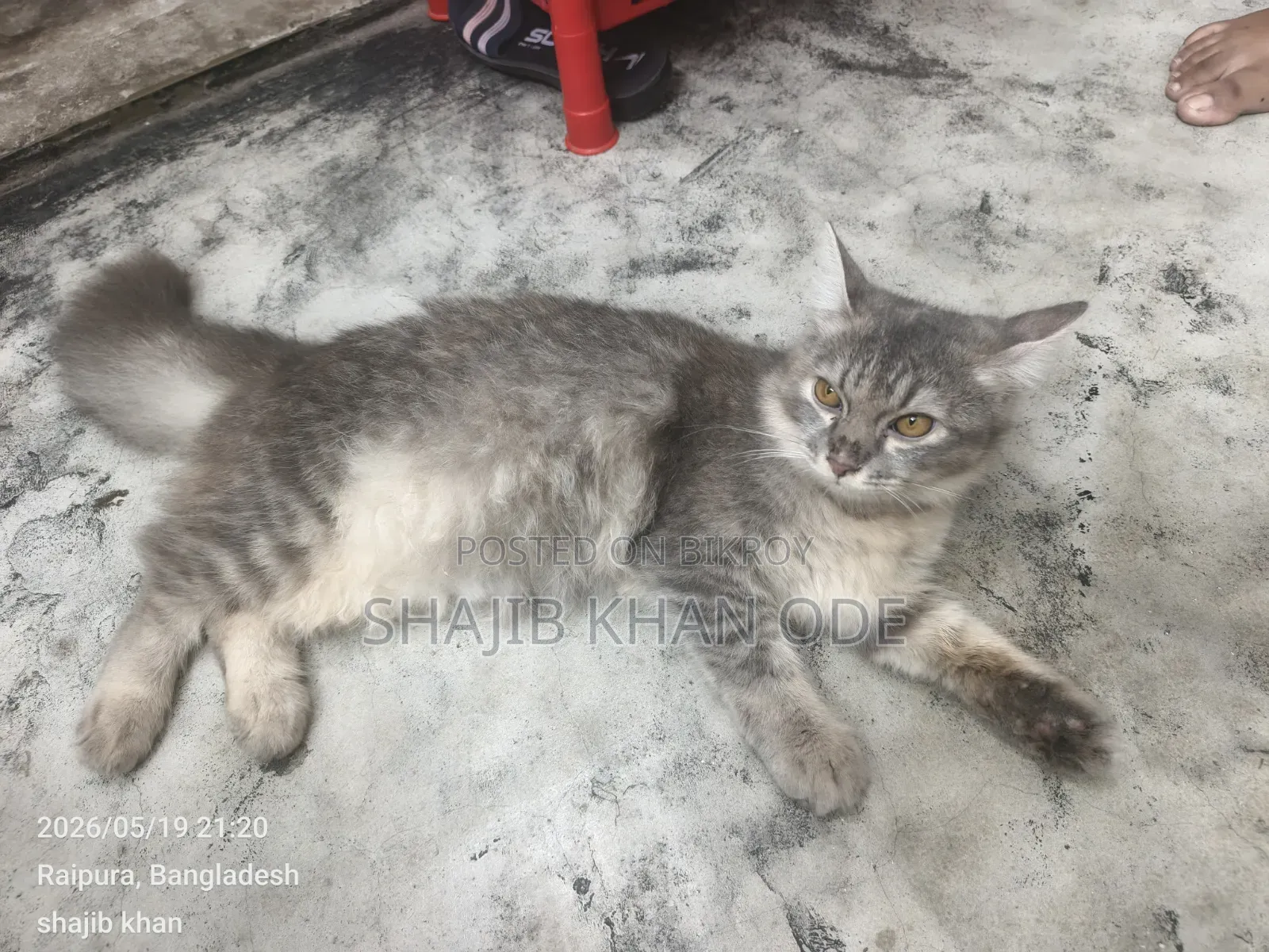 6-12 Months Female Purebred Persian
